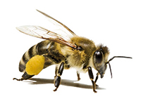 Bienenduft-Atemtherapie